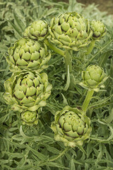 The flowers of the artichoke, like those of the thistle, contain three enzymes