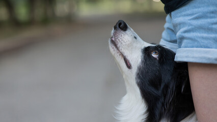 Close-up portrait of a Black and White Border Collie between the legs of the owner looks into her...