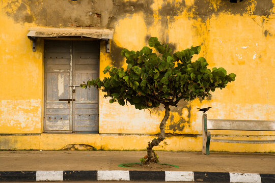 Street scene with a bird, bench, tree and doorway; Puducherry, Tamil Nadu, India