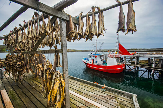 Drying cod at the fishing village of Lovund; Lovund Island, Norway