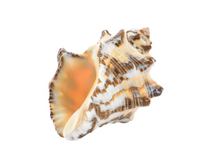 sea shell isolated on transparent png