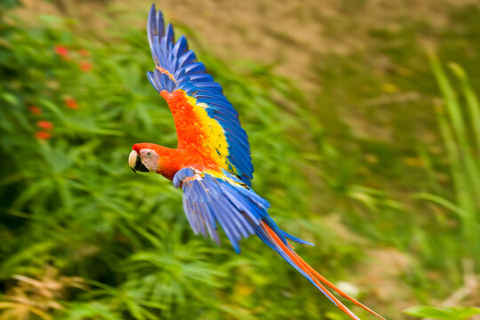 Scarlet Macaw (Ara macao) in flight in Gumbo Limbo Park, Roatan, Honduras; Roatan, Honduras