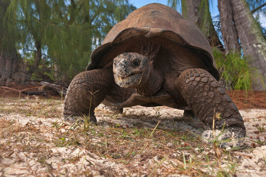 Giant tortoise (Aldabrachelys sp.) crawls toward the camera; Aldabra Island, Seychelles