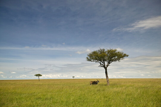 Antelope stands near an acacia tree in Masai Mara National Reserve in Kenya; Kenya