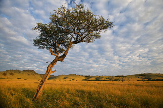 Lone tree stands near hills and grassland in Masai Mara National Reserve in Kenya; Kenya