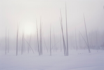 Barren trees in a winter landscape, Yellowstone National Park; United States of America