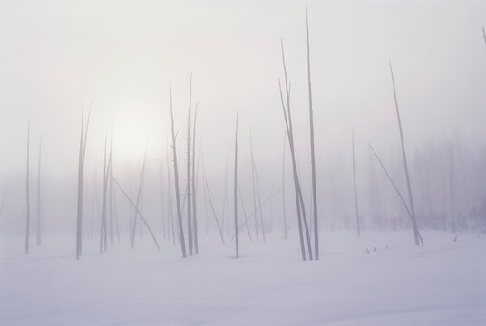 Barren trees in a winter landscape, Yellowstone National Park; United States of America