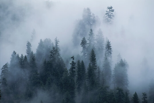 Spruce trees peek through the fog in Yoho National Park, BC, Canada; British Columbia, Canada