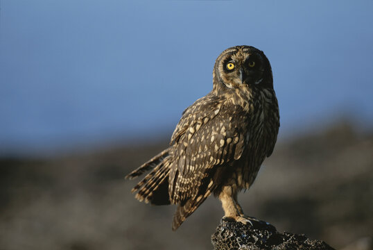 Close-up portrait of a Short-eared owl (Asio flammeus); Tower Island, Galapagos Islands, Ecuador