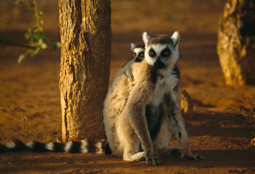 Close view of a Ring-tailed lemur (Lemur catta) with its baby on its back; Madagascar Republic