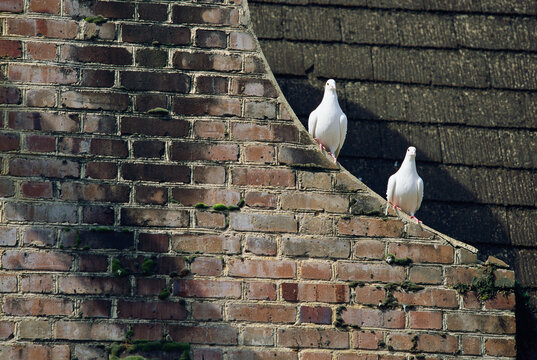 Pair of pigeons sits on the edge of a brick wall; Middleton Place, South Carolina, United States of America