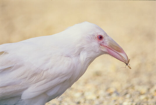 Portrait of an albino raven with an insect in its bill; Port Clements, Queen Charlotte Islands, British Columbia, Canada