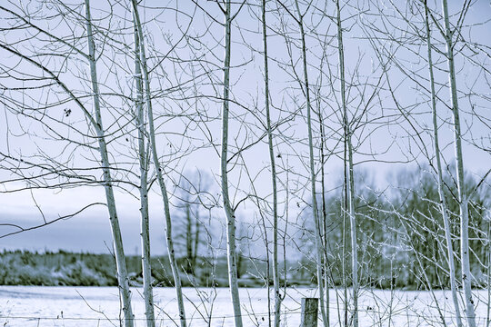 Winter scene with leafless trees; Langley, British Columbia, Canada