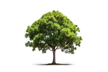 Fototapeta na wymiar Lone Green Tree Standing Tall Against White Background generative AI