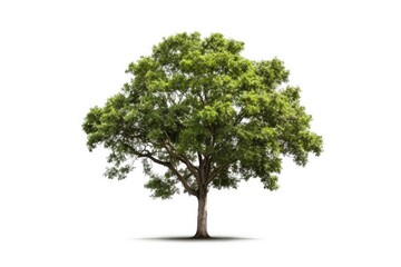 Lone Green Tree Standing Tall Against White Background generative AI