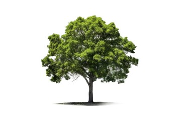 Fototapeta na wymiar Lone Green Tree Standing Tall Against White Background generative AI