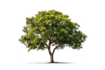 Lone Green Tree Standing Tall Against White Background generative AI