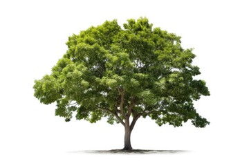 Obraz premium Lone Green Tree Standing Tall Against White Background generative AI