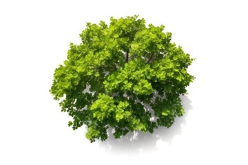 Obraz premium top view of a Lone Green Tree Standing Tall Against White Background generative AI