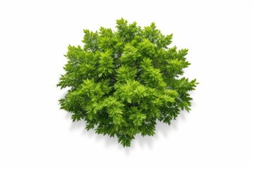 Fototapeta premium top view of a Lone Green Tree Standing Tall Against White Background generative AI