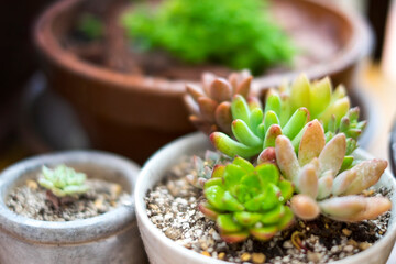 多肉植物の寄せ植え