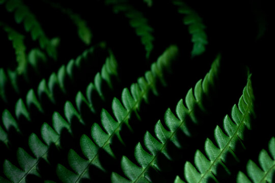 Close-up detail of fern fronds in a row in sunlight; Digby, Nova Scotia, Canada