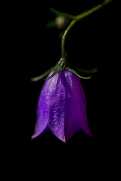 Purple Harebell blossom (Campanula rotundifolia); Digby, Nova Scotia, Canada