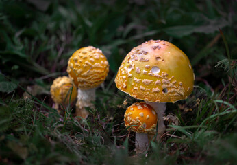 Cluster of Amanita Muscaria var. Guessowii mushrooms; Bear River, Nova Scotia, Canada