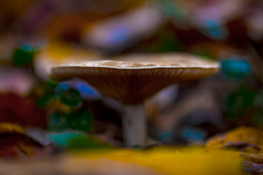 Mushroom with flat cap on the forest floor; Bear River, Nova Scotia, Canada