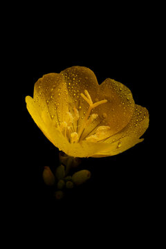 Evening Primrose (Oenothera biennis I), a medicinal plant with pollen on stamens; Annapolis County, Nova Scotia, Canada