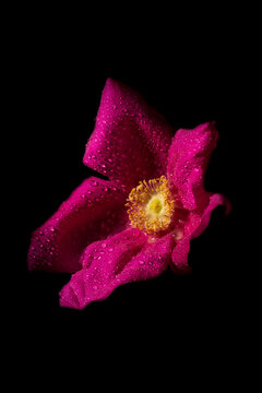 Wild Brier Rose (Rosa rubiginosa) with water droplets; Brier Island, Nova Scotia, Canada