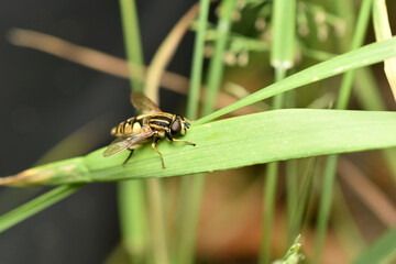 Male honey bee, drone, on a leaf.