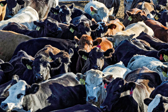 Cattle in a pen at a feedlot near Garden City, Kansas.; Garden City, Kansas.