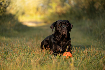 Cane Corso with orange ball lying on grass and looking at camera