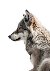 Alpha Majesty: Capture the Elegance of a Minimalistic photography of a Majestic Wolf.; Transparent PNG. Generative AI.