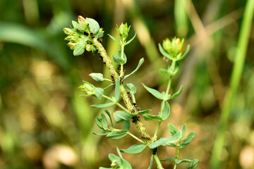 Aphids and ants on the plant stem.