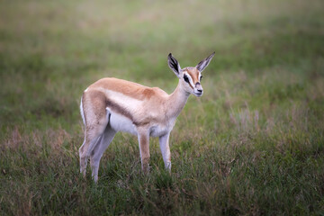 A young wild cute baby impala antelope, rooibok, in the savannah in the Serengeti National Park, Tanzania, Africa, gazelle