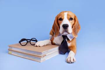 A beagle dog in a tie lies on a blue isolated background. The concept of education, back to school. 