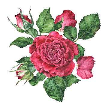 Composition of pink roses and petals. Watercolor botanical illustration. Hand drawn red flowers and leaves. Isolated on a white background. Clip art with flowering plants. Bouquet for Valentine's Day