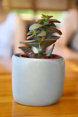 Small beautiful succulent close up, on a white pot, situated on a wooden table as a decor