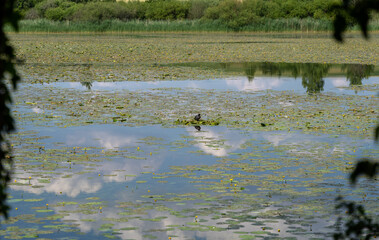 poule sur son nid au milieu des plantes aquatiques
