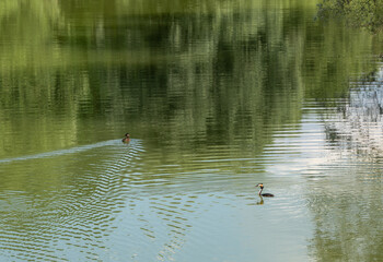 gr&egrave;be hupp&eacute; sur son lac