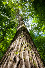 Fototapeta premium Looking up the trunks of trees in provincial parks in Ontario. Wonderful to see them framed against the sky.