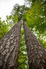 Looking up the trunks of trees in provincial parks in Ontario. Wonderful to see them framed against the sky.
