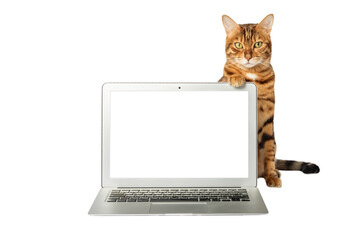 Close-up of a cat and a laptop on a white background.