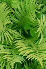 694-93 Bracken Whorl