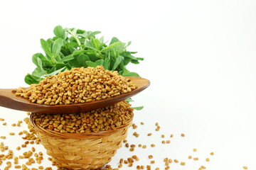 Fenugreek seeds in a spoon and basket with fresh fenugreek plant leaves in white background with copy space,selective focus