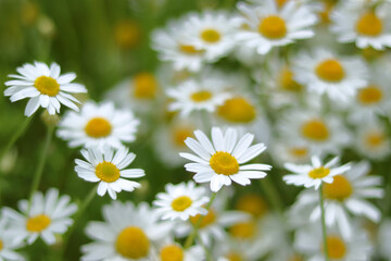 Blooming wild flower Matricaria Recutita. Flowering Chamomile.     Wild Chamomile in summer meadow. Chamomile field. Beautiful blooming medical chamomiles. Herbal medicine, aromatherapy concept. Daisy