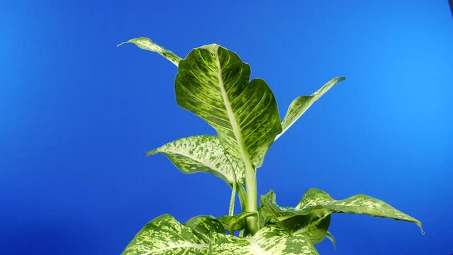 Circling Tropical Broad-Leafed Plant Bluescreen