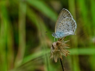 Butterfly resting on flower, displaying intricate wings and surrounding green foliage.